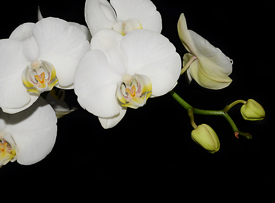 포토 JPG 해외이미지 식물 디자인 꽃잎 꽃 선 줄기 백그라운드 꽃무늬 패턴 자연 휴가 발렌타인데이 선물 미술 사람없음 장식 초록색 파란색 빛 노란색 스파 봄 벚꽃 흰색 나뭇가지 신선 난초 모서리 심볼 순수 보케 호접란 고립 블러 이국적 파스텔톤 해외202004 해외포토 나무 계절 컬러 컨셉 무늬 데이이벤트 문화예술 생태계 파일형식 이미지허브