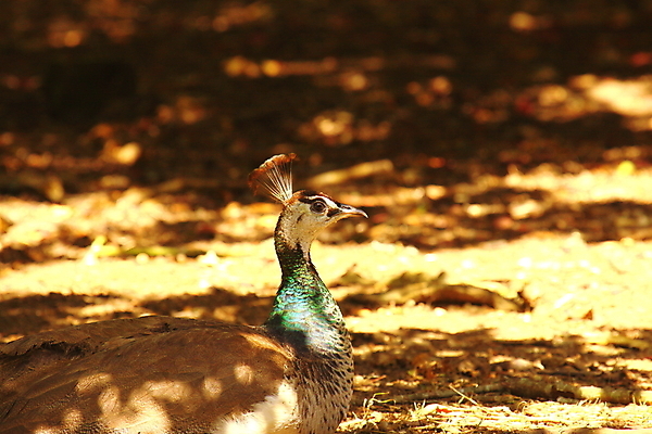 포토 JPG 해외이미지 동물 디자인 남자 야생동물 백그라운드 패턴 자연 조류 동물원 사람 성인 사람없음 옆모습 가로 초록색 파란색 컬러풀 머리 우주 활발 흰색 의식 우아함 공작 인도인 깃털 질감 꼬리 부리 목 꿩 고립 해외202004 해외포토 외국인 뷰포인트 컬러 컨셉 무늬 동양인 신체부위 생태계 파일형식 이미지허브