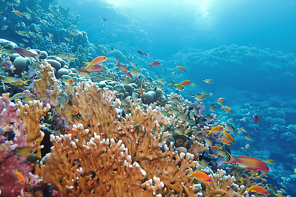 포토 JPG 해외이미지 자연 어류 풍경 사람없음 여름 바닷속 스노클링 해외202004 해외포토 계절 수중 수중동물 수상스포츠 생태계 파일형식 이미지허브