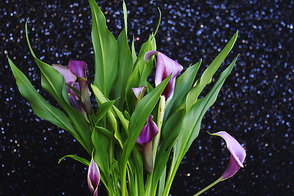 포토 JPG 해외이미지 식물 꽃잎 꽃 꽃다발 백그라운드 잎 꽃무늬 자연 발렌타인데이 종류 사람없음 초록색 보라색 검은색 벚꽃 축하 신선 개화 전기에너지 백합 다발 배열 제비꽃 유기농 보케 필라멘트 스타일 해외202004 해외포토 웰빙 컬러 컨셉 무늬 데이이벤트 에너지 생태계 파일형식 이미지허브