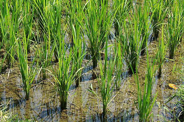 포토 JPG 해외이미지 식물 아시아 여행 밭 농업 자연 밥 풍경 사람없음 농작물 시골 시리얼 발리 인도네시아 해외202004 해외포토 나라 산업 음식 섬 생태계 파일형식 이미지허브