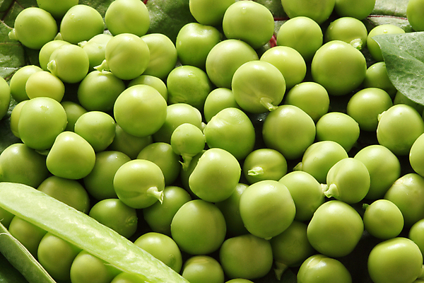 포토 JPG 해외이미지 식물 음식 잎 다이어트 채소 재료 콩 건강 씨앗 사람없음 초록색 여름 식사 침묵 샐러드 젖음 껍질 나뭇가지 신선 원형 달콤 맛 떨어짐 보호 묘사 유기농 완두콩 날것 내추럴 고립 꼬투리 숙성 식용 채식주의자 비건 해외202004 해외포토 도형 나무 웰빙 계절 컬러 컨셉 곡류 소리 채식 파일형식 이미지허브