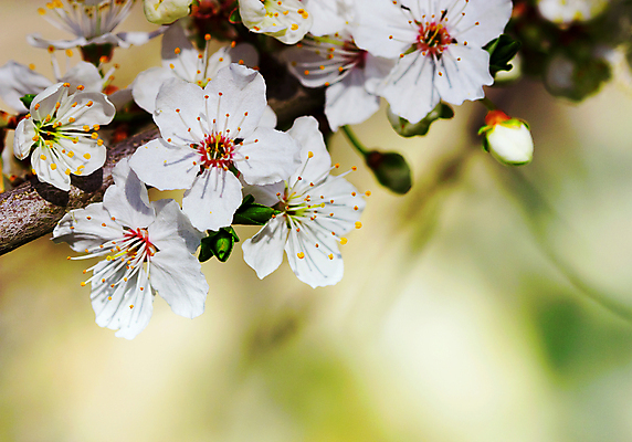 포토 JPG 해외이미지 나무 식물 계절 공원 꽃 문화 분홍색 백그라운드 잎 꽃무늬 자연 하늘 부활절 새로움 사람없음 야외 장식 초록색 여름 빛 컬러풀 태양 정원 맑음 봄 성장 벚꽃 흰색 나뭇가지 신선 개화 체리 과수원 묘사 자두 내추럴 해외202004 해외포토 자연요소 공공시설 기념일 컬러 컨셉 무늬 농업 과일 날씨 생태계 파일형식 이미지허브