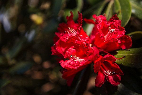 포토 JPG 해외이미지 나무 식물 계절 꽃 줄기 여행 잎 겨울 태국 자연 산 사람없음 빨간색 초록색 장미 추위 진달래 북쪽 내추럴 해외202004 해외포토 아시아 컬러 방향 생태계 파일형식 이미지허브