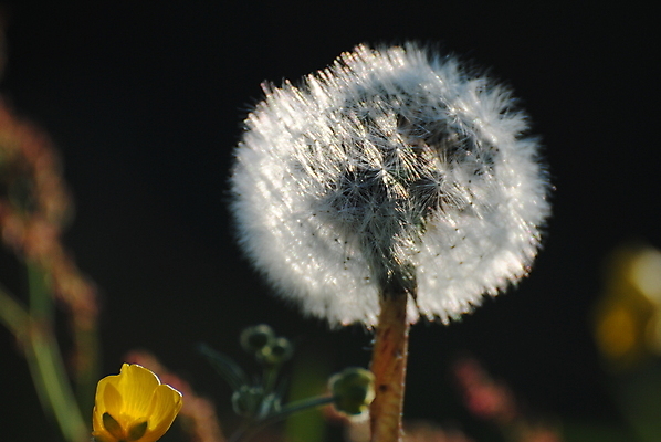 포토 JPG 해외이미지 꽃 사람없음 해외202004 해외포토 식물 파일형식 이미지허브