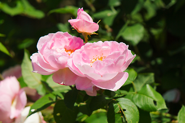포토 JPG 해외이미지 식물 꽃잎 꽃 꽃무늬 자연 사람없음 가로 여름 장미 정원 봄 벚꽃 신선 유기농 내추럴 취급주의 해외202004 해외포토 웰빙 계절 무늬 경고 생태계 파일형식 이미지허브