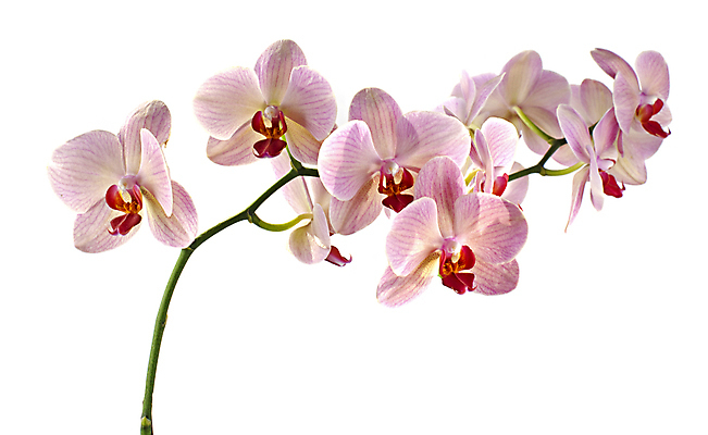 포토 JPG 해외이미지 식물 꽃잎 꽃 분홍색 백그라운드 자연 사람없음 초록색 흰색 난초 수증기 입술 고립 해외202004 해외포토 컬러 신체부위 생태계 파일형식 이미지허브