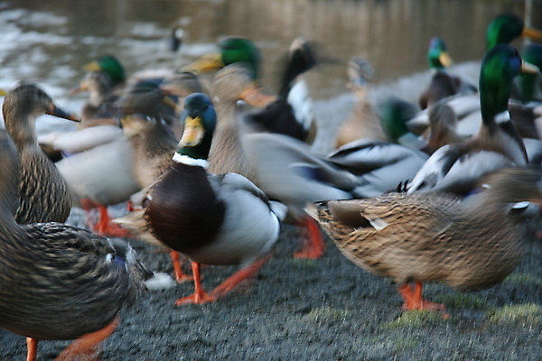 포토 JPG 해외이미지 공원 호수 캐나다 사슴 영국 사람없음 콜롬비아 벤쿠버 서쪽 해외202004 해외포토 공공시설 유럽 북아메리카 포유류 남아메리카 방향 파일형식 이미지허브