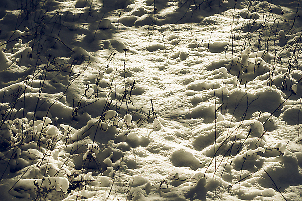 포토 JPG 해외이미지 계절 백그라운드 크리스마스 겨울 동화 추상 휴가 새해 크리스마스카드 미술 풍경 사람없음 야외 얼음 추위 백발 흰색 나뭇가지 즐거움 흰배경 질감 서리 해피뉴이어 겨울풍경 해외202004 해외포토 자연요소 나무 헤어스타일 기념일 감정 컬러 무늬 문화예술 카드_감사 새해인사 파일형식 이미지허브