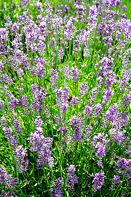 포토 JPG 해외이미지 주간 꽃밭 사람없음 야외 라벤더 해외202004 해외포토 자연요소 꽃 허브 파일형식 이미지허브