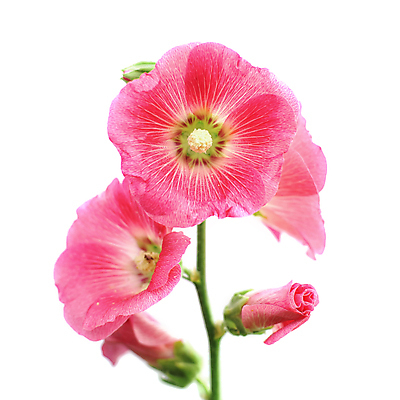 포토 JPG 해외이미지 식물 꽃 꽃다발 백그라운드 잎 꽃무늬 밭 농업 자연 새로움 사람없음 장식 초록색 여름 컬러풀 정원 성장 벚꽃 나뭇가지 신선 화려 개화 허브 해외202004 해외포토 나무 계절 산업 컬러 컨셉 무늬 생태계 파일형식 이미지허브