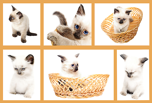 포토 JPG 해외이미지 새끼 가방 장난 사람없음 반려동물 작음 모음 솜털 혼자 해외202004 해외포토 동물 잡화 크기 파일형식 이미지허브