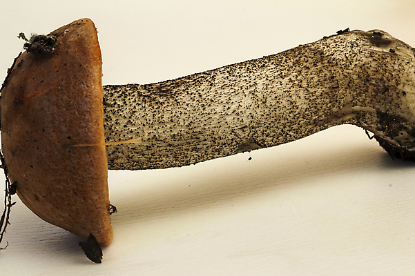 포토 JPG 해외이미지 계절 백그라운드 자연 이끼 사람없음 야외 초록색 갈색 환경 성장 흰색 숲 나무껍질 곰팡이 식용 양발 해외202004 해외포토 나무 컬러 껍질 생태계 파일형식 이미지허브