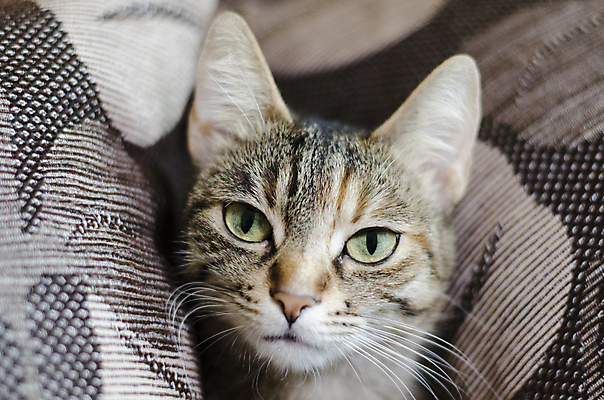 포토 JPG 해외이미지 1 응시 얼굴 포즈 백그라운드 장난 포유류 생물 수염 주택 털 앉기 사람없음 세로 반려동물 귀여움 카펫 회색 모피 호기심 슛 솜털 동반자 해외202004 해외포토 동물 시선 감정 컬러 컨셉 모션 건물 신체부위 파일형식 이미지허브