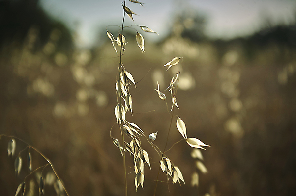포토 JPG 해외이미지 식물 자연 바람 씨앗 사람없음 반사 정원 봄 전선 슬픔 확대 습지 묘사 우울감 귀리 해외202004 해외포토 자연요소 계절 감정 날씨 곡류 생태계 파일형식 이미지허브