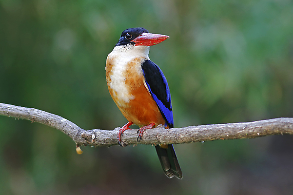 포토 JPG 해외이미지 나무 동물 여자 남자 아시아 얼굴 야생동물 백그라운드 날개 자연 조류 사람없음 야외 목재 가로 초록색 컬러풀 머리 환경 검은색 나뭇가지 막대기 닫기 숲 깃털 꼬리 부리 서식지 물총새 생태학 이국적 해외202004 해외포토 식물 교육 나라 컬러 재료 모션 사람 신체부위 생태계 파일형식 이미지허브