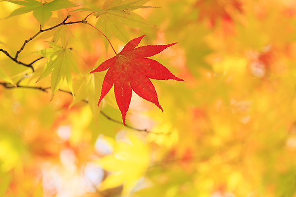 포토 JPG 해외이미지 나무 백그라운드 잎 자연 사람없음 가을 숲 해외202004 해외포토 식물 계절 생태계 파일형식 이미지허브