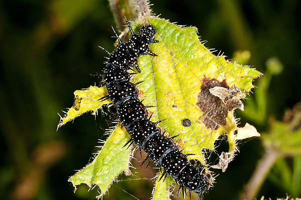 포토 JPG 해외이미지 동물 꽃 야생동물 나비 곤충 백그라운드 잎 꽃무늬 자연 사람없음 초록색 햇빛 환경 검은색 활발 공작 작음 질감 광 동물상 해외202004 해외포토 식물 컬러 컨셉 무늬 조류 태양 조형물 크기 생태계 파일형식 이미지허브