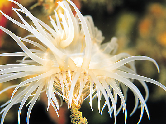 포토 JPG 해외이미지 꽃 사람없음 산호 육식동물 해외202004 해외포토 식물 동물 자포동물 파일형식 이미지허브