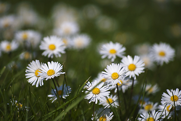포토 JPG 해외이미지 밭 사람없음 닫기 데이지 많음 해외202004 해외포토 꽃 컨셉 농업 모션 파일형식 이미지허브