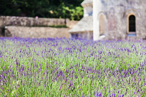 포토 JPG 해외이미지 식물 외관 꽃 유럽 여행 밭 건축양식 풍경 사람없음 야외 건물 세계 농장 교회 보라색 프랑스 역사 수도원 라벤더 라일락 서쪽 수녀원 옛날 프로방스 해외202004 해외포토 건축물 건축 나라 컬러 농업 종교건축 방향 허브 파일형식 이미지허브