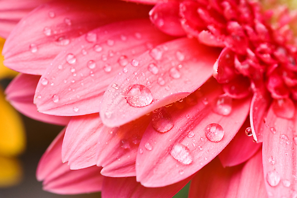 포토 JPG 해외이미지 식물 계절 꽃잎 꽃 분홍색 백그라운드 잎 자연 발렌타인데이 선물 사랑 사람없음 초록색 물 여름 컬러풀 보라색 봄 젖음 벚꽃 흰색 물방울 떨어짐 이슬 빗방울 오브젝트 데이지 거베라 해외202004 해외포토 자연요소 감정 컬러 컨셉 데이이벤트 비_날씨 생태계 파일형식 이미지허브