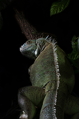 포토 JPG 해외이미지 동물 한마리 응시 남자 조각 포즈 파충류 검은배경 휴식 생물 실내 양서류 사람없음 목재 초록색 반려동물 햇빛 가축 용 관찰 손목시계 도마뱀 이구아나 리빙 몬스터 발톱 이국적 해외202004 해외포토 나무 1 시선 시계 컬러 백그라운드 컨셉 재료 장신구 모션 발 사람 내부 태양 검은색 파일형식 이미지허브