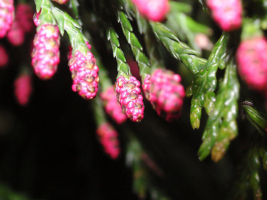 포토 JPG 해외이미지 나무 식물 공원 꽃 분홍색 사람없음 정원 소나무 침엽수 전나무 해외202004 해외포토 공공시설 컬러 파일형식 이미지허브