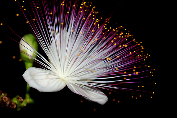포토 JPG 해외이미지 식물 꽃잎 꽃 백그라운드 꽃무늬 자연 연꽃 미술 사람없음 장식 초록색 컬러풀 정원 보라색 검은색 어둠 봄 튤립 벚꽃 개화 야간 마법 내추럴 고립 해외202004 해외포토 자연요소 계절 컬러 무늬 문화예술 생태계 파일형식 이미지허브