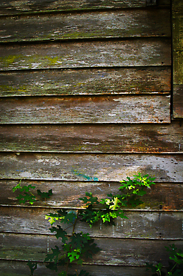 포토 JPG 해외이미지 나무 디자인 외관 벽 조각 백그라운드 패턴 자연 탁자 표면 날씨 바닥 건조 사람없음 목재 장식 갈색 수확 시골 판넬 얼룩 구멍 거친 널 낟알 방향 타일 책상 질감 목공예 내추럴 구식 그런지 수목 옛날 파케트 해외202004 해외포토 식물 컬러 가구 무늬 농업 재료 공예 생태계 파일형식 이미지허브