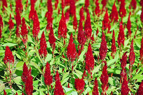 포토 JPG 해외이미지 식물 계절 꽃잎 꽃 아시아 분홍색 꽃무늬 태국 자연 수채화 부활절 사람없음 야외 빨간색 초록색 빛 우주 정원 봄 흰색 뜨거움 개화 우아함 작음 향수 속도 만족 아로마 내추럴 땅바닥 특별함 해외202004 해외포토 기념일 감정 나라 컬러 컨셉 무늬 바닥 화장품 크기 생태계 파일형식 이미지허브