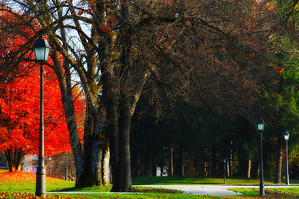 포토 JPG 해외이미지 나무 계절 공원 도로 백그라운드 단풍 잎 장난 자연 전등 사람없음 야외 빨간색 초록색 컬러풀 노란색 가을 램프 황금 10월 해외202004 해외포토 식물 공공시설 길 컬러 교통시설 조명 날짜 생태계 파일형식 이미지허브