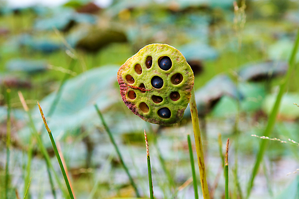 포토 JPG 해외이미지 식물 꽃 아시아 음식 백그라운드 잎 채소 과일 재료 자연 디저트 연꽃 씨앗 동양인 사람없음 초록색 물 강 약 머리 견과류 흰색 신선 원형 그룹 닫기 달콤 백합 인도인 허브 묘사 유기농 동쪽 내추럴 고립 꼬투리 돌봄 해외202004 해외포토 자연요소 도형 외국인 웰빙 나라 컬러 의학 모션 인종 신체부위 맛 방향 생태계 파일형식 이미지허브