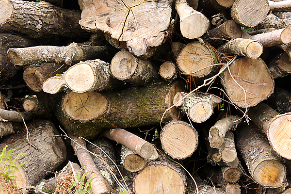 포토 JPG 해외이미지 나무 산업 백그라운드 패턴 사람없음 목재 갈색 쌓기 숲 장작 자르기 질감 통나무 나무껍질 연료 내추럴 수목 해외202004 해외포토 식물 컬러 무늬 재료 모션 껍질 파일형식 이미지허브