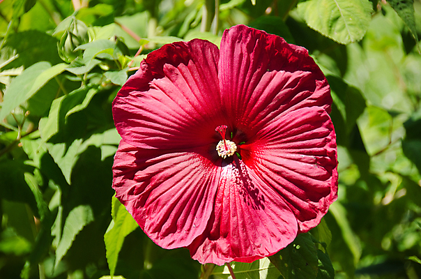 포토 JPG 해외이미지 식물 기념일 꽃잎 꽃 분홍색 백그라운드 꽃무늬 자연 결혼식 휴식 열대 발렌타인데이 건강 사랑 사람없음 빨간색 정원 일본 성장 벚꽃 신선 우아함 향수 묘사 감사 향기 아로마 열정 아로마테라피 내추럴 꽃수술 특별함 히비스커스 해외202004 해외포토 감정 아시아 컬러 결혼 컨셉 무늬 데이이벤트 이벤트 화장품 생태계 냄새 테라피 파일형식 이미지허브