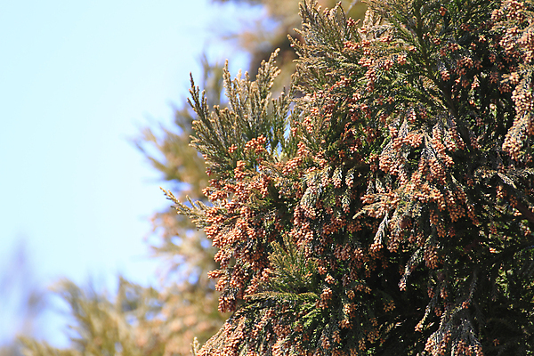 포토 JPG 해외이미지 나무 자연 하늘 씨앗 사람없음 닫기 삼나무 해외202004 해외포토 식물 모션 생태계 파일형식 이미지허브