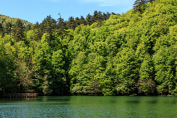 포토 JPG 해외이미지 나무 식물 호수 여행 잎 자연 하늘 휴가 국립공원 풍경 사람없음 물 여름 강 햇빛 태양 환경 항구 정원 맑음 봄 캠핑 나뭇가지 신선 액체 숲 에코 생태계 생물학 칠면조 생태학 해외202004 해외포토 자연요소 계절 공원 교육 교통시설 조류 레저 날씨 파일형식 이미지허브
