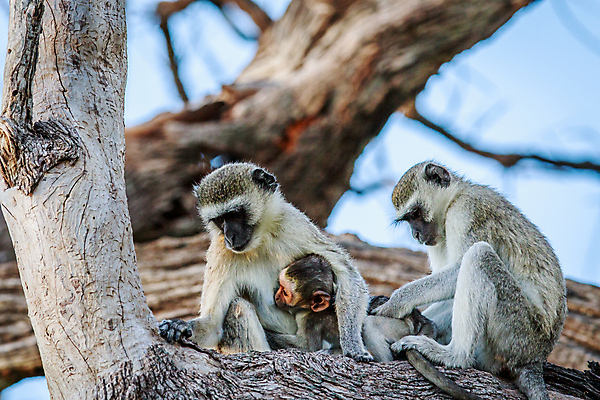 포토 JPG 해외이미지 동물 공원 야생동물 여행 포유류 가족 아프리카 자연 국립공원 사람없음 야외 환경 회색 원숭이 아기 황무지 보호 사파리 생물학 유인원 남아프리카 생태학 전국 해외202004 해외포토 공공시설 교육 나라 컬러 컨셉 관계 사람 생태계 파일형식 이미지허브