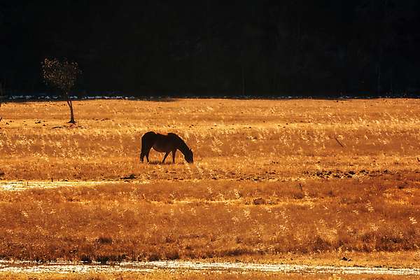 포토 JPG 해외이미지 동물 아시아 여행 자연 풍경 사람없음 관광지 중국 내추럴 해외202004 해외포토 나라 생태계 파일형식 이미지허브
