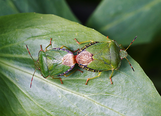 포토 JPG 해외이미지 계절 야생동물 곤충 자연 사람없음 초록색 정원 쌍 벌레 방패 짝짓기 해외202004 해외포토 동물 컬러 생태계 파일형식 이미지허브