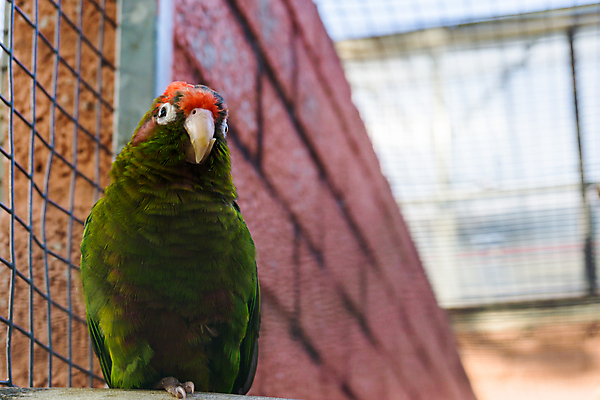 포토 JPG 해외이미지 동물 조류 동물원 사람없음 빨간색 초록색 반려동물 컬러풀 머리 미국 숲 깃털 앵무새 새장 진홍색 이국적 잉꼬 진실 코스타리카 해외202004 해외포토 컬러 북아메리카 신체부위 중앙아메리카 케이지 파일형식 이미지허브