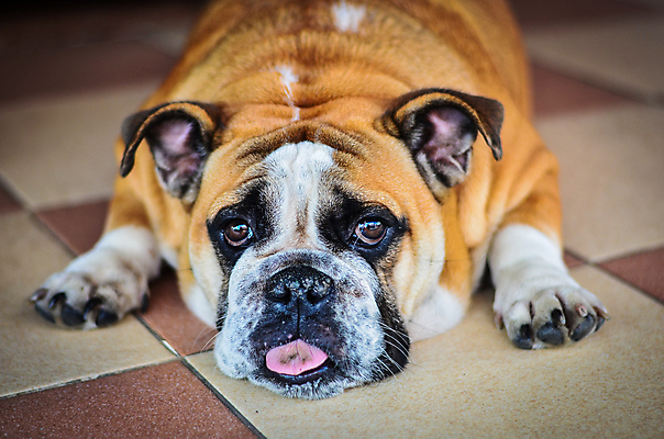 포토 JPG 해외이미지 동물 한마리 휴식 사람없음 반려동물 컬러풀 눕기 주름 유머 개 강아지 불독 카피스페이스 완전 부족함 해외202004 해외포토 1 감정 컬러 컨셉 포유류 모션 공백 파일형식 이미지허브