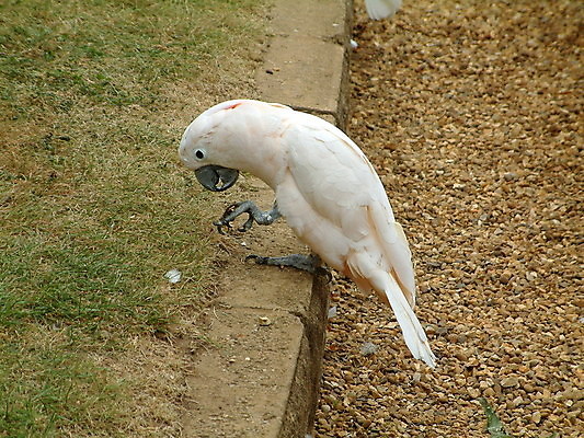 포토 JPG 해외이미지 야생동물 날개 조류 동물원 사람없음 반려동물 흰색 해충 깃털 부리 앵무새 갈기 수유 잉꼬 해외202004 해외포토 동물 컬러 벌레 파일형식 이미지허브