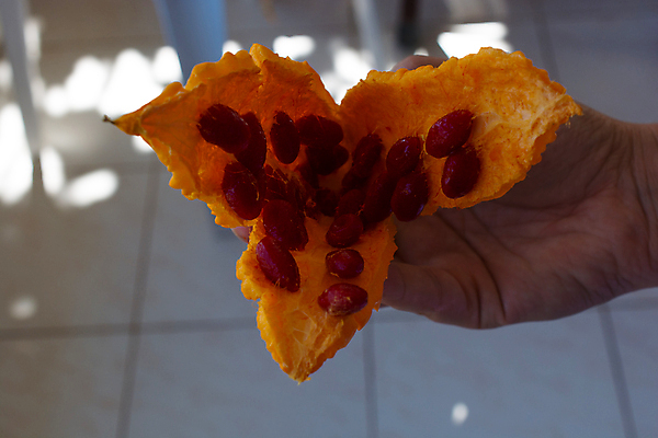 포토 JPG 해외이미지 식물 손 산업 음식 잎 농업 다이어트 채소 과일 자연 호박 건강 씨앗 사람없음 내부 치료 빨간색 초록색 약 노란색 힘 약재 신선 오픈 질병 상품 약국 유기농 석류 암 유지 내추럴 어려움 채식주의자 핵심 해외202004 해외포토 웰빙 컬러 의학 신체부위 생태계 채식 파일형식 이미지허브