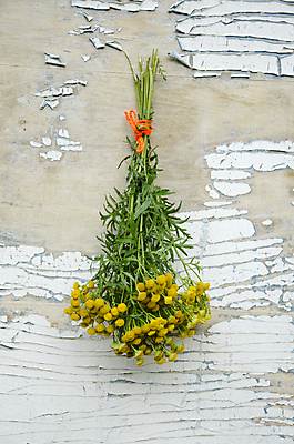 포토 JPG 해외이미지 식물 꽃 줄 꽃다발 백그라운드 건조 건강 사람없음 목재 여름 노란색 수확 흰색 신선 허브 중고 해외202004 해외포토 나무 계절 컬러 농업 재료 파일형식 이미지허브