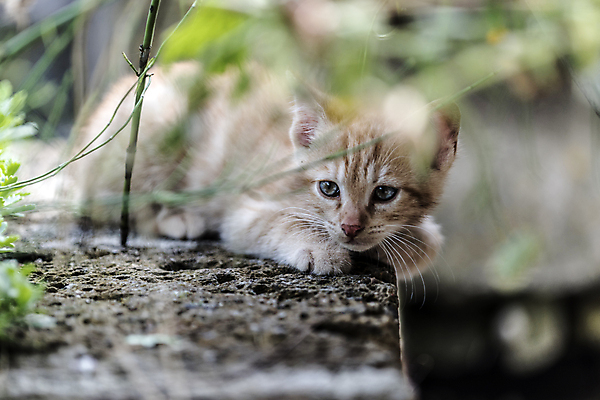 포토 JPG 해외이미지 동물 응시 계절 행복 어린이 포유류 자연 놀이 친절 수염 사랑 사람없음 파란색 반려동물 달리기 평화 고양이 봄 활발 에너지 자유 탐험 게임 시골 작음 무서움 모피 탈출 호기심 부드러움 발견 숨김 무료 동정 해외202004 해외포토 시선 감정 컬러 컨셉 모션 사람 감각 크기 생태계 파일형식 이미지허브