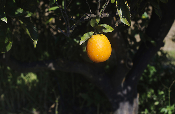 포토 JPG 해외이미지 나무 식물 음식 백그라운드 잎 농업 오렌지 과일 자연 귤 건강 사람없음 초록색 농장 환경 정원 맑음 주스 수확 성장 나뭇가지 신선 달콤 과수원 유기농 내추럴 숙성 해외202004 해외포토 웰빙 산업 음료 컬러 날씨 맛 생태계 파일형식 이미지허브