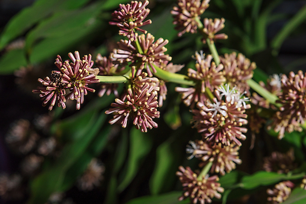 포토 JPG 해외이미지 나무 식물 꽃 화초 백그라운드 잎 자연 건강 사람없음 장식 빨간색 초록색 환경 정원 벚꽃 신선 닫기 망토 해외202004 해외포토 컬러 모션 생태계 파일형식 이미지허브