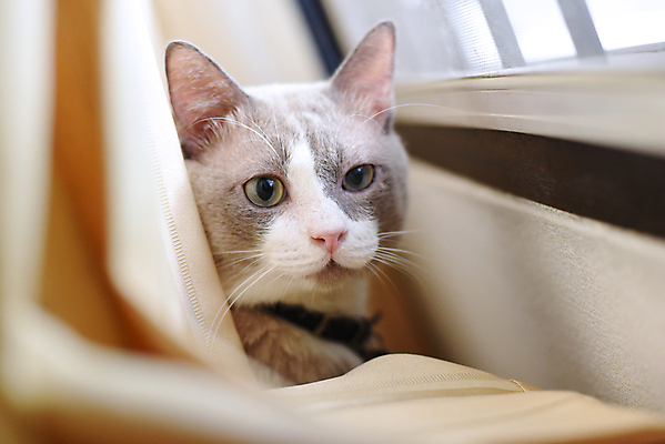 포토 JPG 해외이미지 동물 1 응시 창문 포유류 털 앉기 사람없음 반려동물 고양이 회색 작음 솜털 해외202004 해외포토 시선 컬러 모션 크기 파일형식 이미지허브