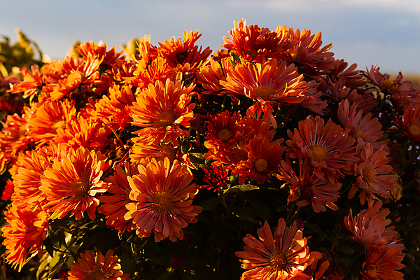 포토 JPG 해외이미지 나무 식물 구름 계절 공원 꽃 백그라운드 컨셉 밭 자연 벽지 하늘 아침 주택 풍경 사람없음 야외 초록색 여름 파란색 강 태양 농장 농경지 노란색 마을 일출 환경 맑음 일몰 봄 가을 흰색 시골 숲 민들레 땅 내추럴 수평선 해외202004 해외포토 주간 자연요소 공공시설 컬러 농업 날씨 건물 노을 생태계 파일형식 이미지허브